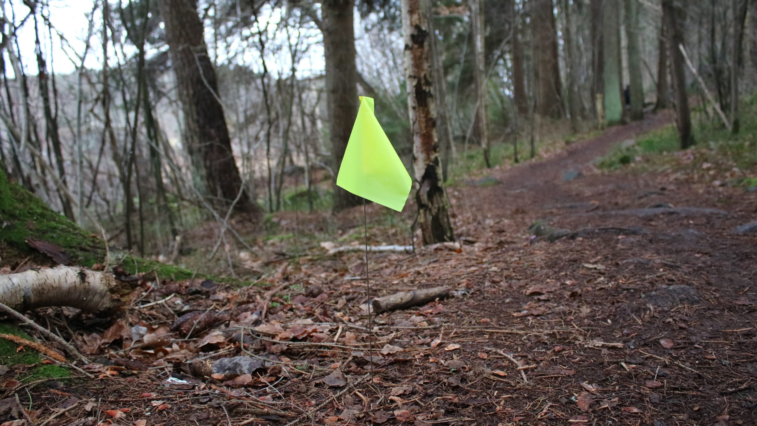 The yellow flags that helped us navigate the Sandsjöbacka Trail Race race course